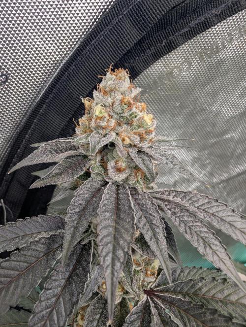 BeLeaf Mamas and Papas. Week 7 - D46