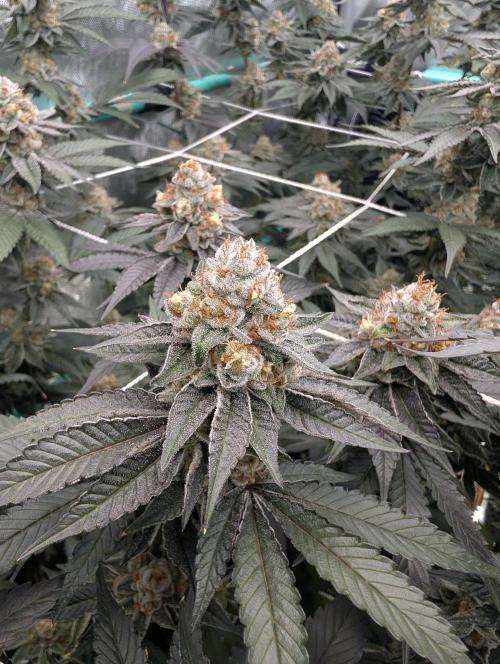 BeLeaf Mamas and Papas. Week 7 - D46