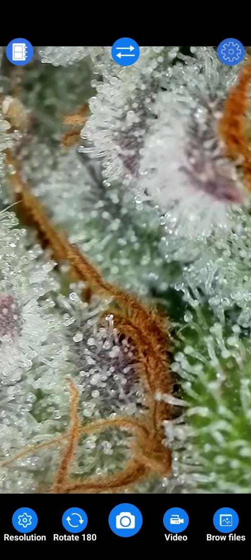 BeLeaf Mamas and Papas. Week 7 - D47