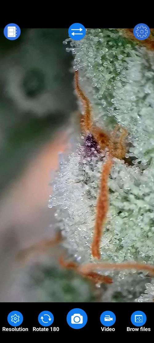 BeLeaf Mamas and Papas. Week 7 - D47