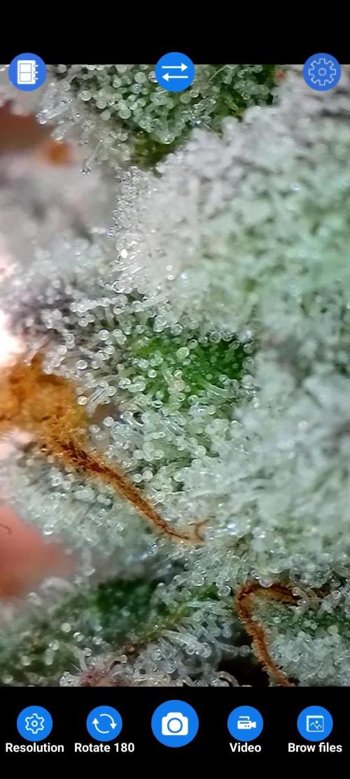 BeLeaf Mamas and Papas. Week 7 - D47