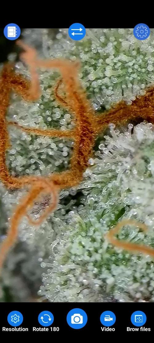 BeLeaf Mamas and Papas. Week 7 - D47