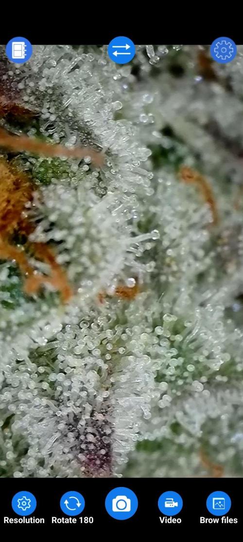 BeLeaf Mamas and Papas. Week 7 - D47