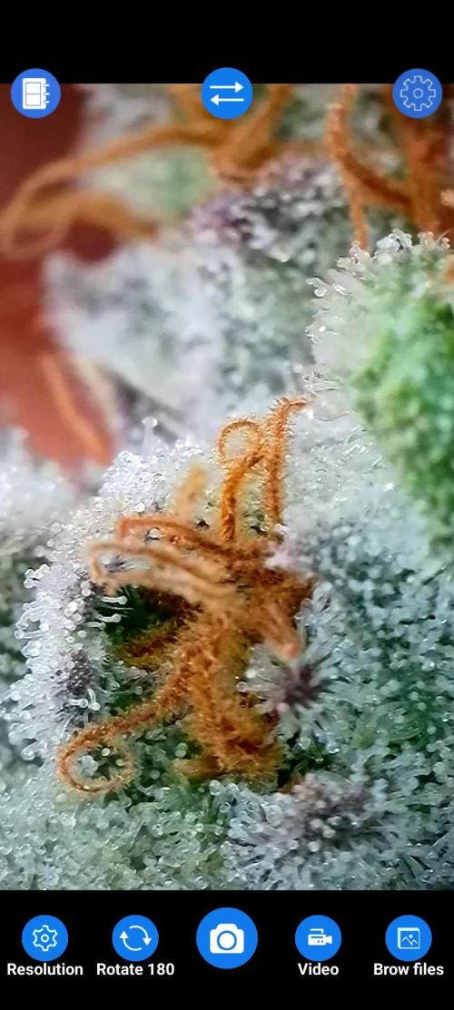 BeLeaf Mamas and Papas. Week 7 - D47