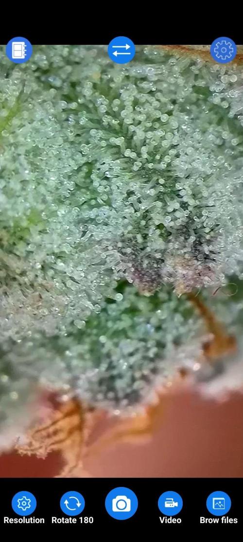 BeLeaf Mamas and Papas. Week 7 - D47