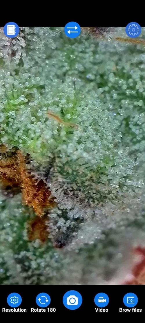 BeLeaf Mamas and Papas. Week 7 - D47