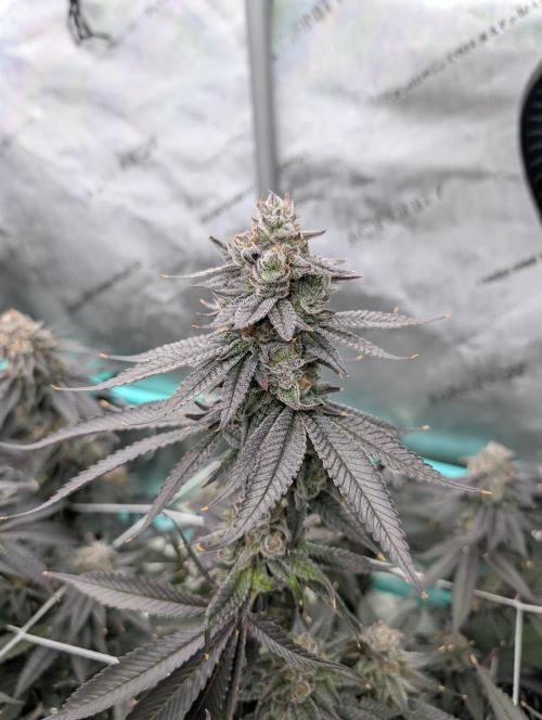 BeLeaf Mamas and Papas. Week 8 - D52