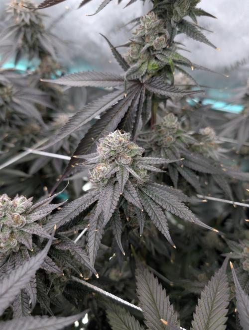 BeLeaf Mamas and Papas. Week 8 - D52