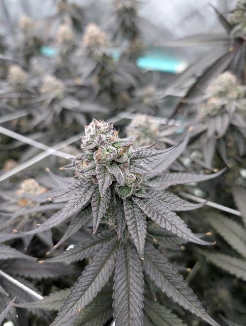 BeLeaf Mamas and Papas. Week 8 - D52