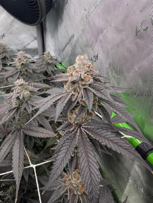 BeLeaf Mamas and Papas. Week 8 - D52