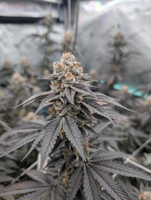 BeLeaf Mamas and Papas. Week 8 - D52