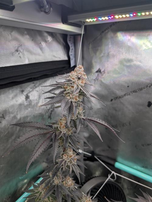 BeLeaf Mamas and Papas. Week 8 - D52