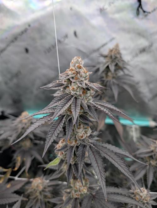 BeLeaf Mamas and Papas. Week 8 - D52