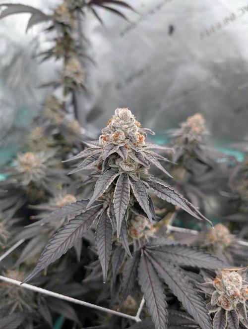 BeLeaf Mamas and Papas. Week 8 - D52