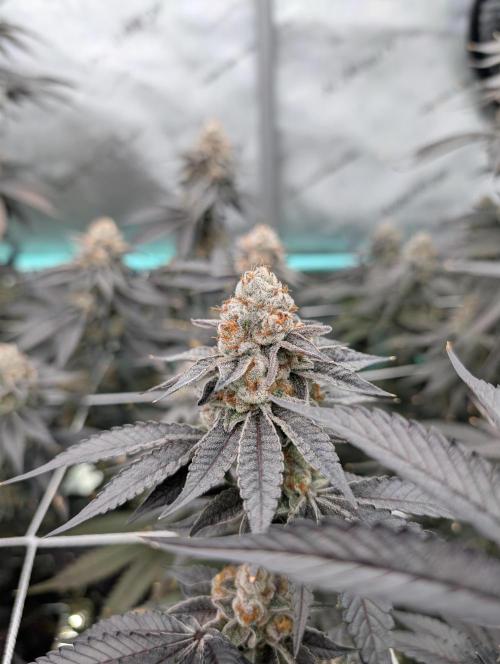 BeLeaf Mamas and Papas. Week 8 - D52