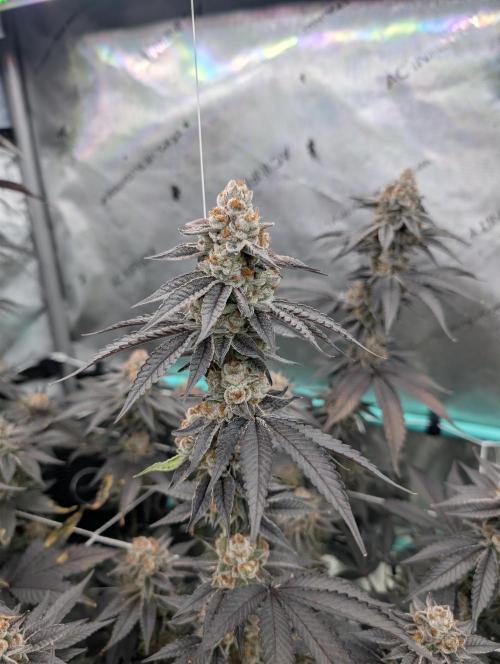 BeLeaf Mamas and Papas. Week 8 - D52