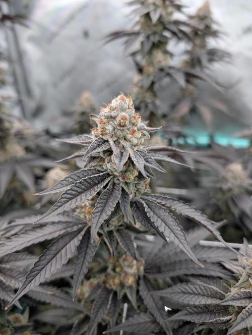 BeLeaf Mamas and Papas. Week 8 - D52