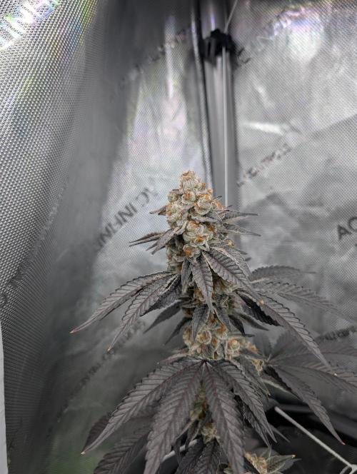 BeLeaf Mamas and Papas. Week 8 - D52