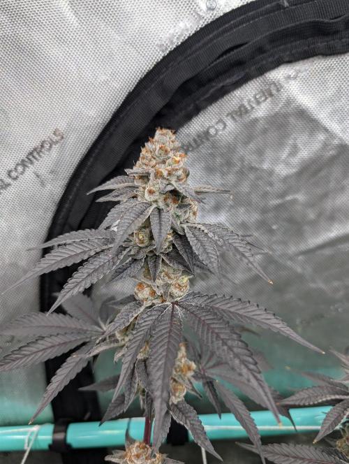 BeLeaf Mamas and Papas. Week 8 - D52