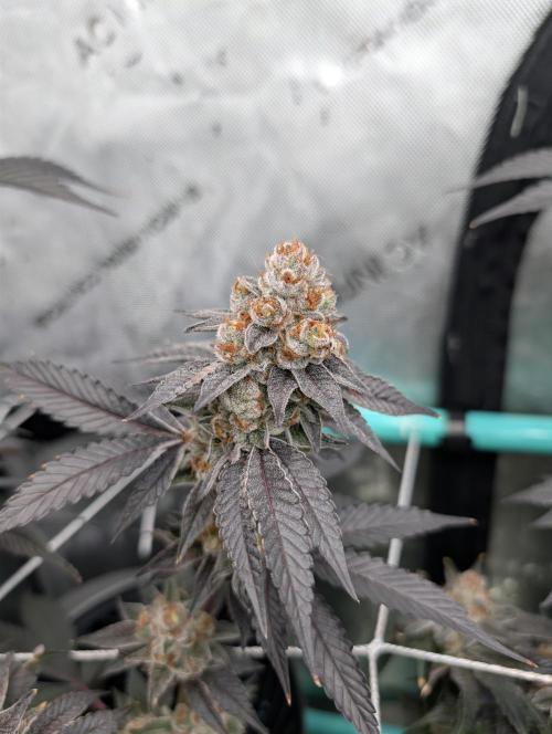 BeLeaf Mamas and Papas. Week 8 - D52