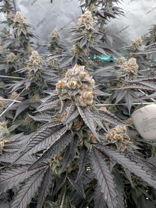 BeLeaf Mamas and Papas. Week 8 - D52