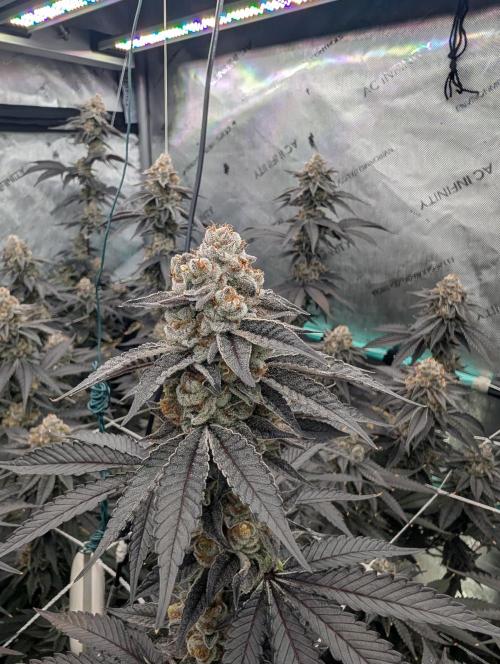 BeLeaf Mamas and Papas. Week 8 - D52