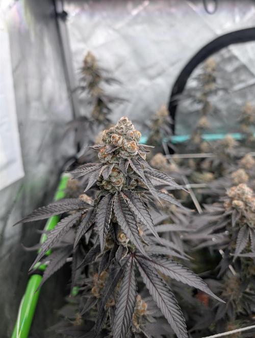 BeLeaf Mamas and Papas. Week 8 - D52