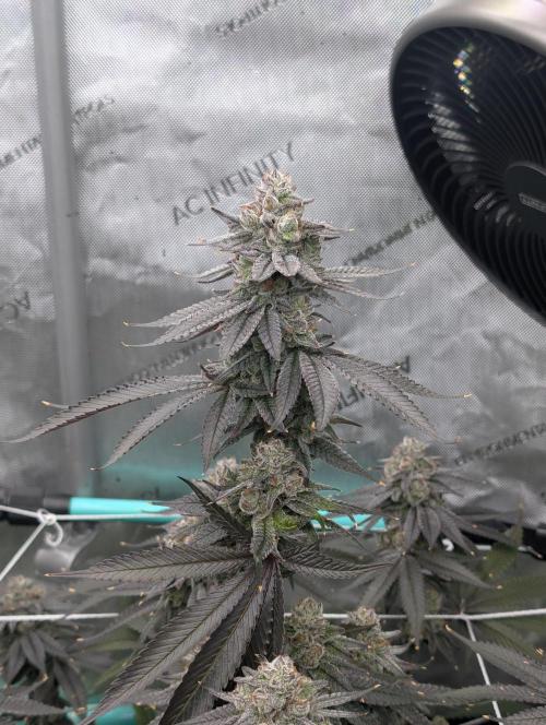 BeLeaf Mamas and Papas. Week 8 - D52