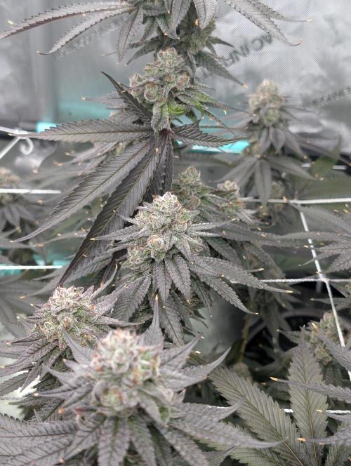 BeLeaf Mamas and Papas. Week 8 - D52