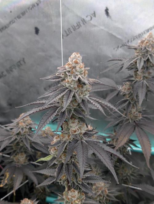 BeLeaf Mamas and Papas. Week 8 - D52