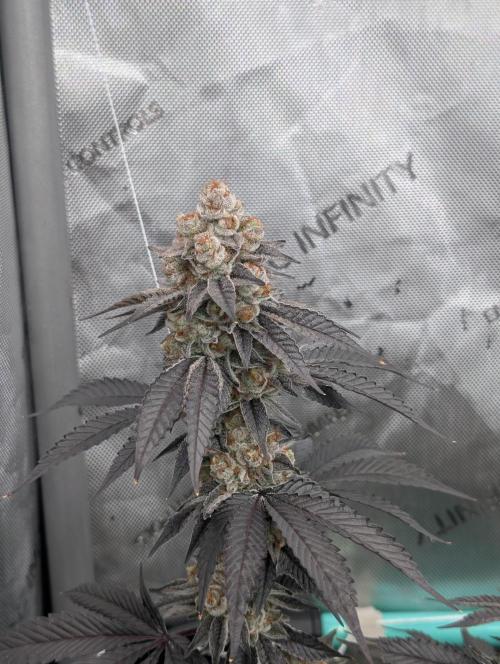 BeLeaf Mamas and Papas. Week 8 - D52