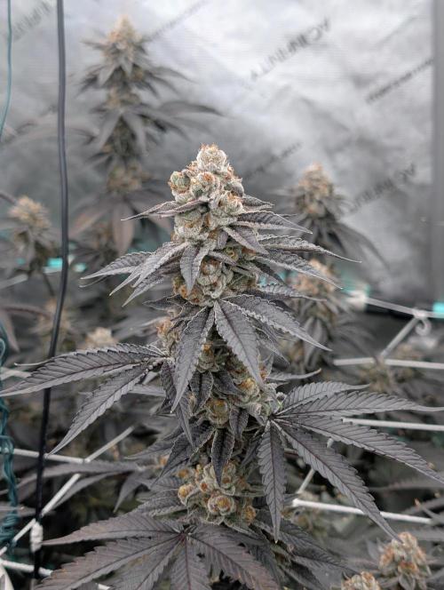 BeLeaf Mamas and Papas. Week 8 - D52