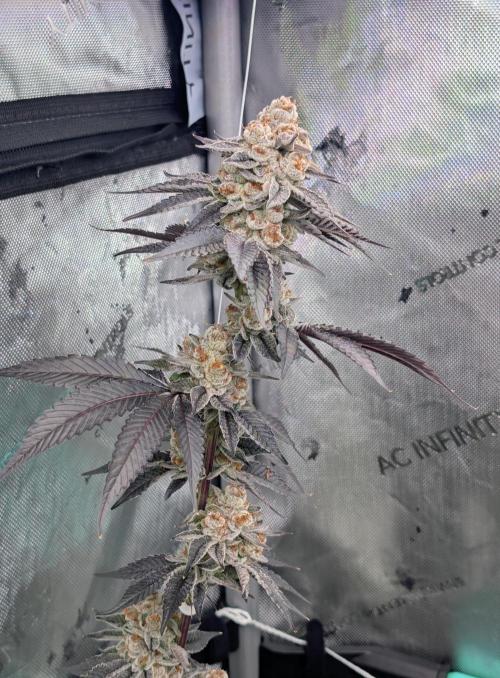 BeLeaf Mamas and Papas. Week 9 - D55