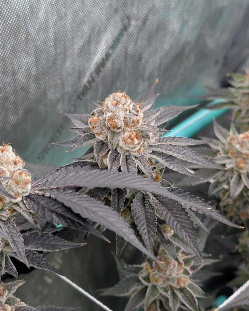 BeLeaf Mamas and Papas. Week 9 - D55