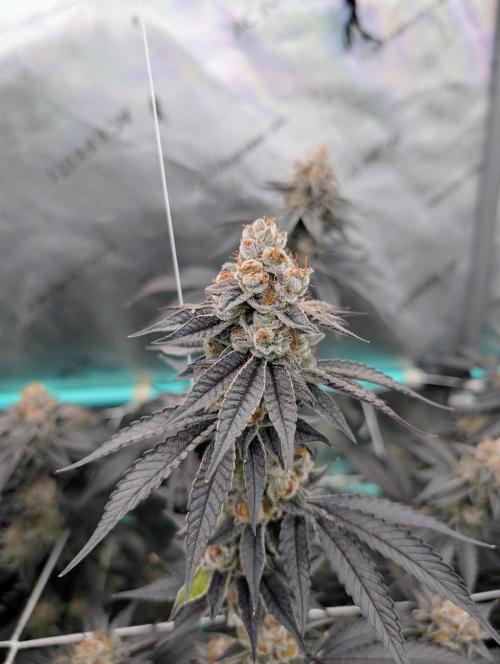 BeLeaf Mamas and Papas. Week 9 - D55