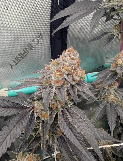 BeLeaf Mamas and Papas. Week 9 - D55