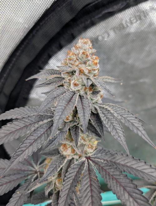 BeLeaf Mamas and Papas. Week 9 - D55