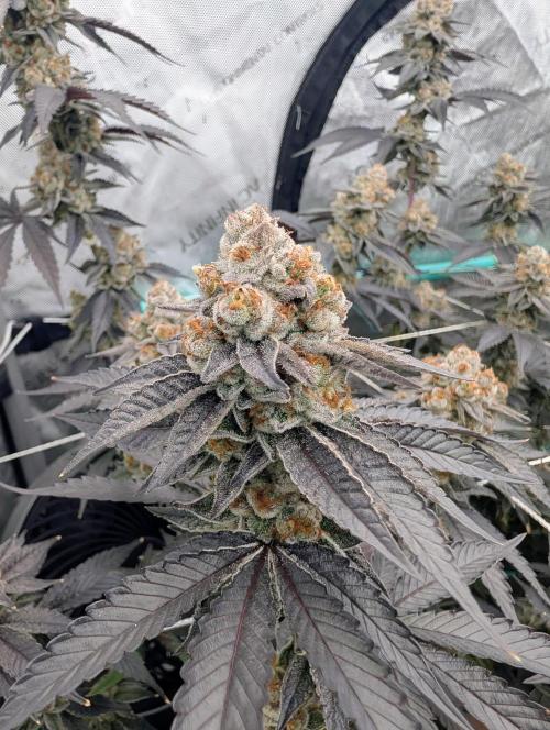 BeLeaf Mamas and Papas. Week 9 - D55