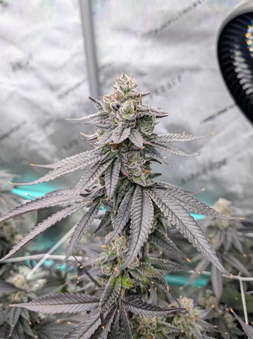 BeLeaf Mamas and Papas. Week 9 - D55