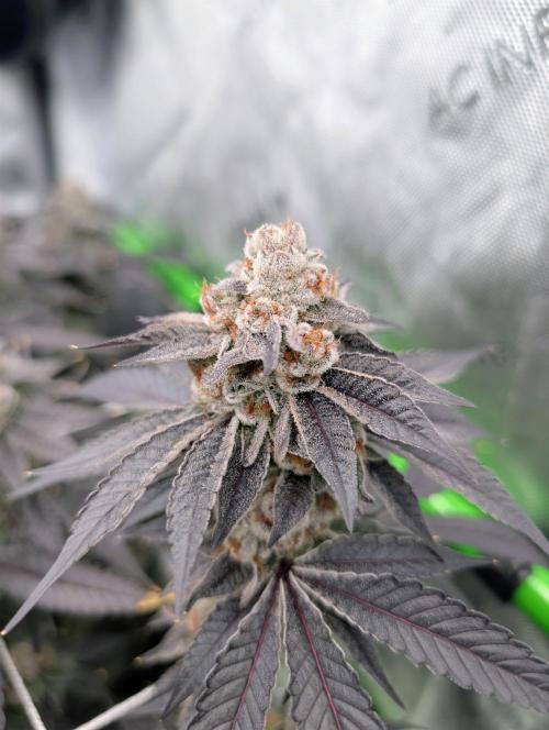 BeLeaf Mamas and Papas. Week 9 - D55