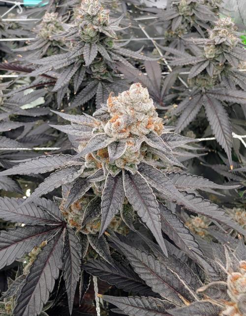 BeLeaf Mamas and Papas. Week 9 - D55