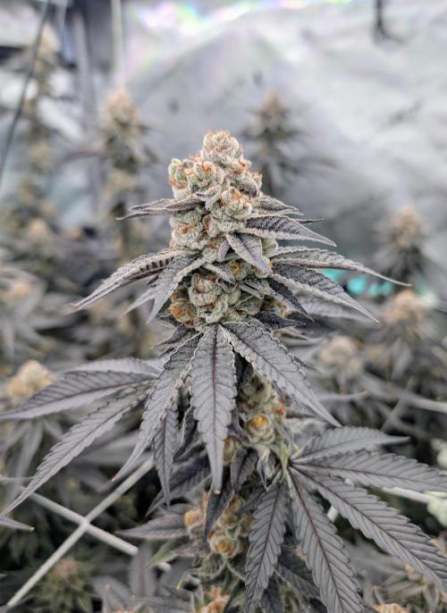 BeLeaf Mamas and Papas. Week 9 - D55