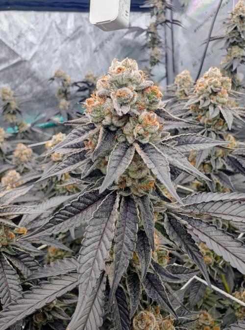 BeLeaf Mamas and Papas. Week 9 - D55