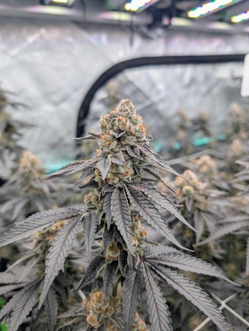 BeLeaf Mamas and Papas. Week 9 - D55