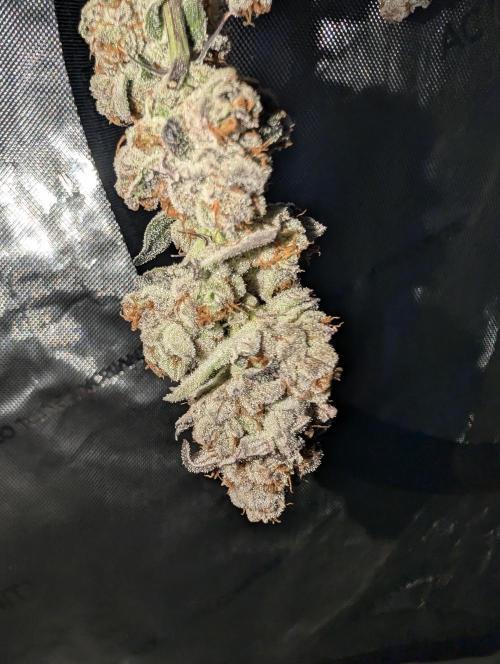 BeLeaf Mamas and Papas. Week 10