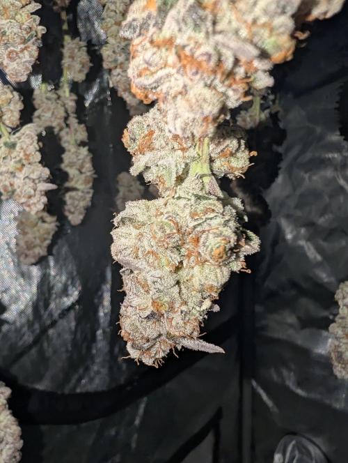 BeLeaf Mamas and Papas. Week 10