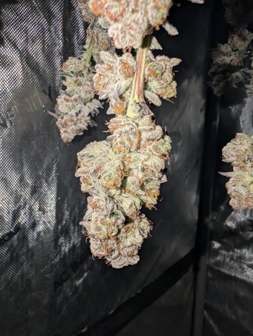 BeLeaf Mamas and Papas. Week 10