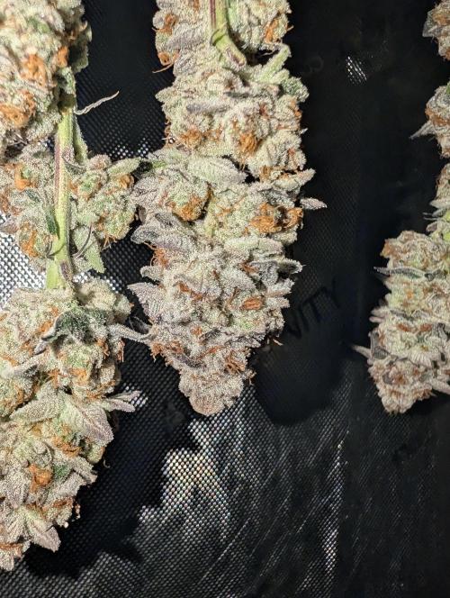 BeLeaf Mamas and Papas. Week 10