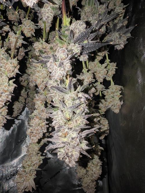 BeLeaf Mamas and Papas. Week 10