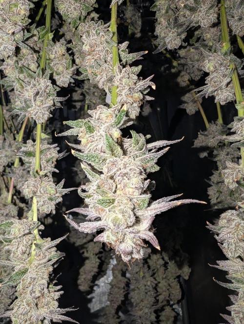 BeLeaf Mamas and Papas. Week 10